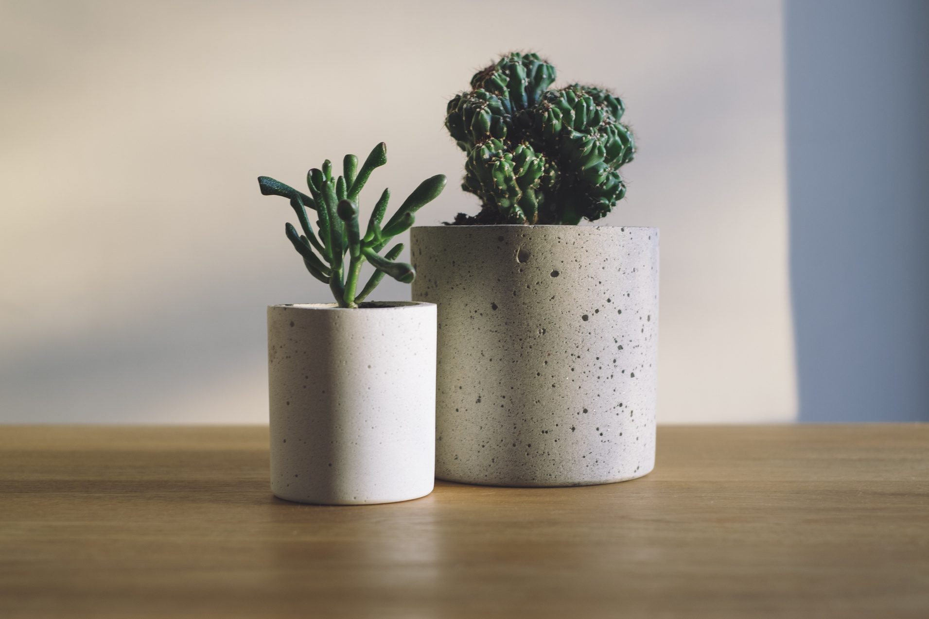 Succulent Desk Plants
